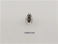 藏品(寬帶胡麻天牛)的圖片